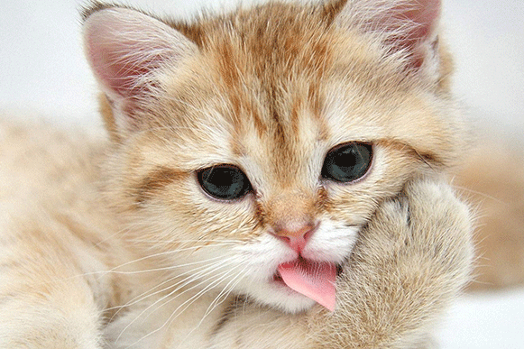 1498547077279914.gif cxbdfg.gif